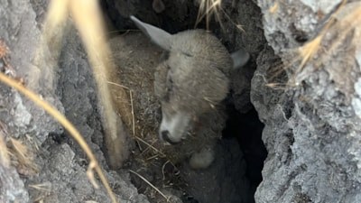 Ankara'da küçükbaş hayvan sürüsü obruğa düştü