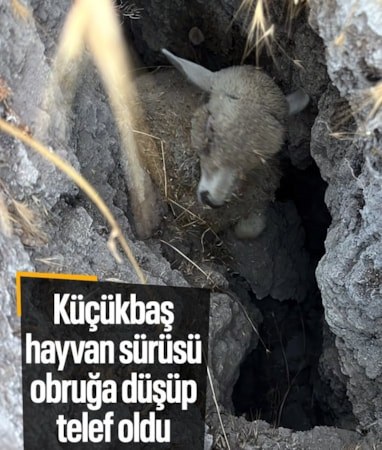 Ankara'da küçükbaş hayvan sürüsü obruğa düştü