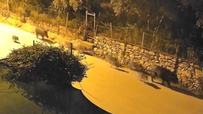 Bursa'da yaban domuzu sürüsü şehir merkezine indi