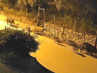 Bursa'da yaban domuzu sürüsü şehir merkezine indi