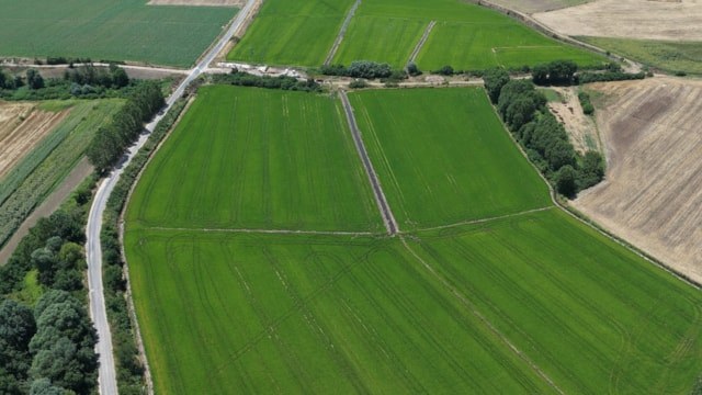 Edirne'de çeltik bereketi: Rekolte beklentisi 400 bin tonu aştı