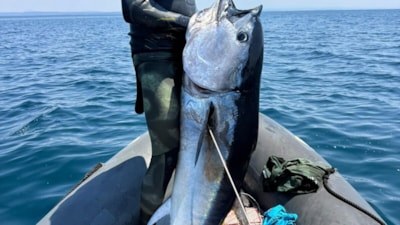 Çanakkale'de 1 metre 82 santim boyunda orkinos avladılar