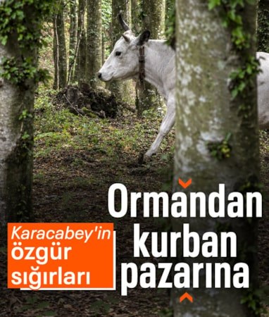 Bursa'nın dağlarında yetişen 'özgür kurbanlıklar' doğallığıyla öne çıkıyor