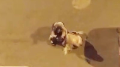 Iğdır'da kadınlar saç saça kavga etti