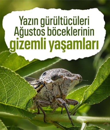 Yazın gürültülü sesi geri döndü: Ağustos böceklerinin gizemli yaşam döngüsü