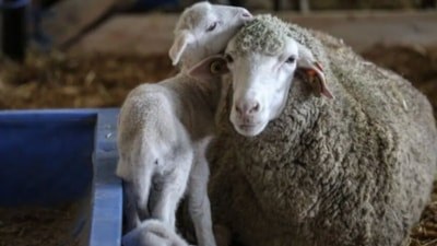 Altınova TİGEM'den 60 bin kilogram merinos yapağı satışı