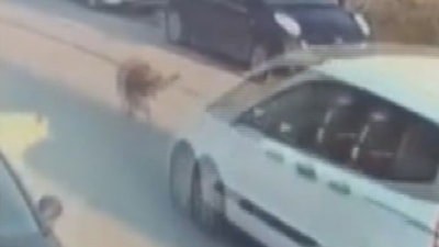 İstanbul Silivri'de köpeğin ölümüne neden olan sürücü tutuklandı