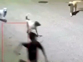 Ordu'da 10 yaşındaki çocuk, sokak köpeklerinin saldırısına uğradı