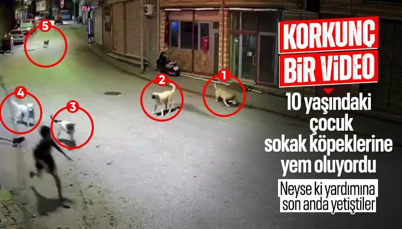 Ordu'da 10 yaşındaki çocuk, sokak köpeklerinin saldırısına uğradı