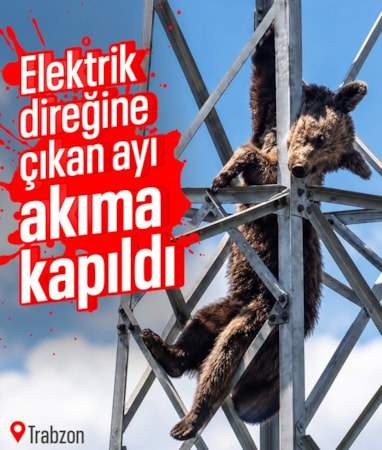 Trabzon'da elektrik direğine çıkan ayı, akıma kapılarak telef oldu