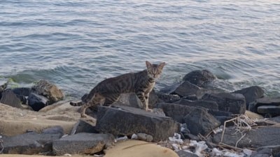 Tekirdağ sahili sıcak havada sessizliğe büründü: Sahilin yeni sahipleri kediler oldu