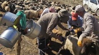 Hakkari'de hız kesmeyen sağlık mesaisi: Şarbon aşılama çalışmaları sürüyor