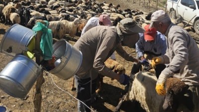 Hakkari'de hız kesmeyen sağlık mesaisi: Şarbon aşılama çalışmaları sürüyor
