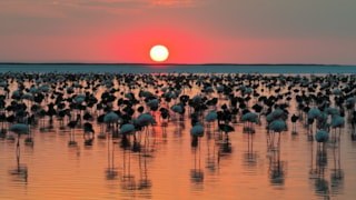Tuz Gölü’nde sevindiren tablo: Son 5 yılın en yüksek flamingo yavrusu sayısına ulaşıldı