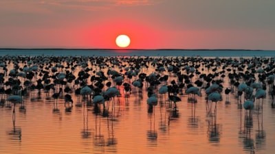 Tuz Gölü’nde sevindiren tablo: Son 5 yılın en yüksek flamingo yavrusu sayısına ulaşıldı