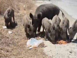 Muğla'da şehir merkezinde domuzları besleyen kadın: Aşklarım, size mama getirdim
