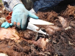 Bir zamanlar kıymetliydi, şimdi çöpe gidiyor: Erzurum'da kuzu yünleri alıcı bulamıyor