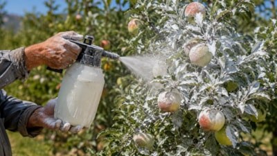 Meyvelere kil sürmeye başladılar: İşte nedeni