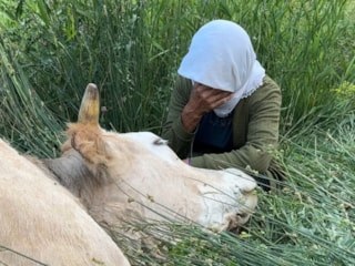 Hakkari'de uçurumdan düşerek telef olan ineğine sarılıp ağladı