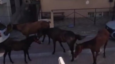 Avcılar'da başıboş atlar sokaklarda dolaştı