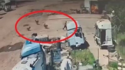 Şırnak'ta başıboş köpek dehşeti: Babası ve amcası zor yetişti
