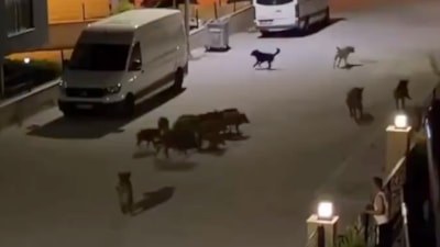 Aydın'da başıboş domuz sürüsü, başıboş köpek sürüsüne saldırdı
