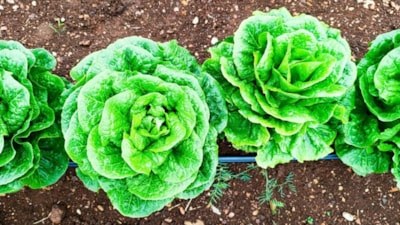 ABD'de marulda parazit salgını başladı