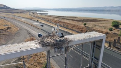 Anadolu'da leyleklerin göç hazırlığı başladı