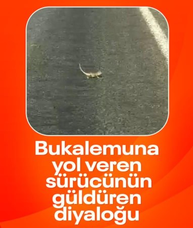 Kahramanmaraş'ta trafiği durduran sevimli yolcu: Bukalemuna geçiş önceliği verdi