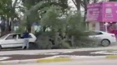 Isparta'da fırtınanın kökünden söktüğü ağaç, otomobilin üzerine devrildi