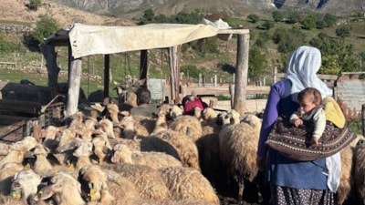 Erzincan tulum peyniri üretimi yaylalarda devam ediyor