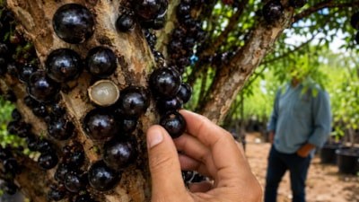 Meyvesi dallarında değil gövdesinde: Turistler bu ağacın peşinde