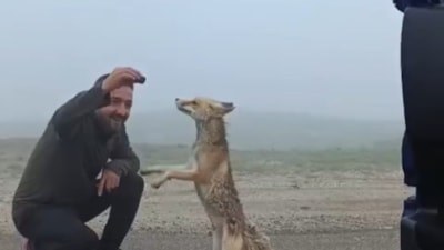 Bayburtlu aile yayla yolunda tilkiyi kekle besledi