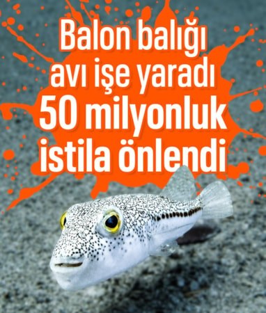 Balon balığı avcılığıyla 50 milyon yeni balığın tehdidi önlendi