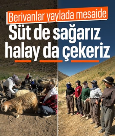 Hakkari'deki sıcak altında süt mesaisi: Berivanlar halayla moral buluyor