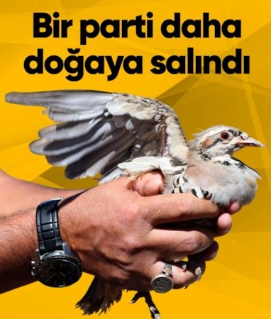 Sivas'ta kenelerin korkulu rüyası 500 keklik daha doğaya salındı