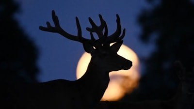 Geyik Dolunayı nedir, ne zaman görülecek? 4 burcun hayatı değişecek
