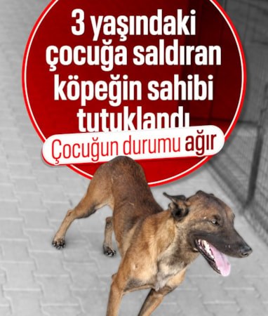Karaman'da 3 yaşındaki çocuğu ağır yaralayan köpeğin sahibi tutuklandı