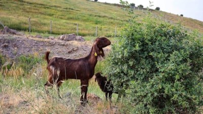 Ağrı Dağı eteklerinde ot bereketi: Besicilerin yüzü güldü