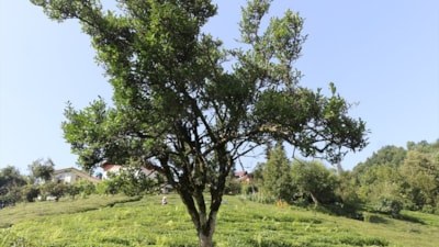 Rize'de 70 yıldır budanmayan çay ağacı için 'anıt olsun' çağrısı