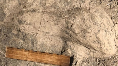 İnsanın 1,4 milyon yıllık akrabası ortaya çıktı: Sanılandan çok daha büyük