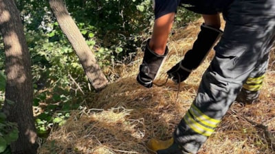 Hatay'da yerleşim alanlarına giren yılanlar itfaiye ekiplerince yakalandı