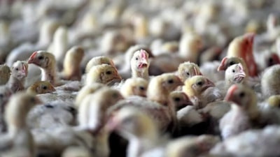Avustralya'da H5 kuş gribi kaynaklı ilk toplu ölüm görüldü