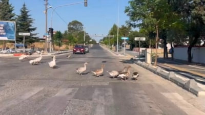 Tekirdağ'da kazlar yola çıktı, trafik kısa süreli durdu