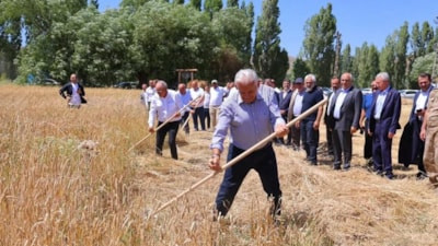 Bayburt'ta giden Binali Yıldırım, tırpanla ekin biçti