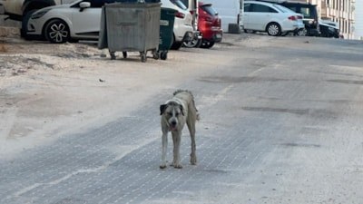 Şanlıurfa'da sahipsiz köpeğin saldırdığı çocuk yaralandı