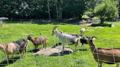 Hayvanlar yesin diye ekilmişti; Milyonlarca dönüm araziyi ele geçirdi