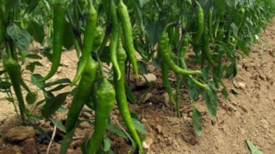 Salçası da turşusu da yapılıyor: Hasat başladı, kilosu 15 liradan yok satıyor
