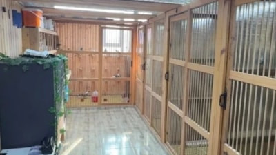 Evinin damına kurdu, servet sahibi oldu: Bir tanesinin değeri 400 bin lira