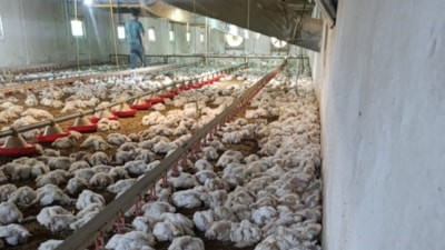 Bolu'da havalandırma sistemi arızalanan çiftlikte 4 bin tavuk telef oldu